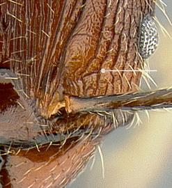 Anterior view of body, surface characters, adult worker. Sculpture between eyes and mandibles are longitudinal rugae intersected by transverse rugae.