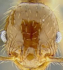 Anterior view of head, adult. Head smooth and shining; shape subquadrate.