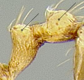 Lateral view of waist, adult worker. Lateral portions of petiole and postpetiole weakly sculptured to lacking sculpture.