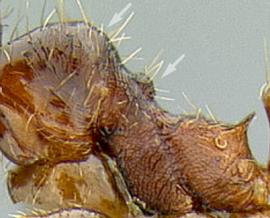 Lateral view of thorax / mesosoma, adult worker. Promesonotum composed of two distinct convexities.