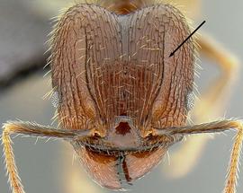 Anterior view of antennal scrobe, adult worker. Antennal scrobe present.