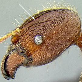 Lateral view of antennal scrobe, adult worker. Antennal scrobe present.