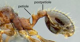 Lateral view of waist, adult worker. The two segments of the waist.