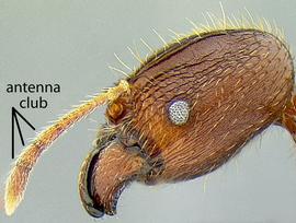 Lateral view of head, adult worker. Antennal club 3-segmented.
