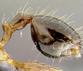 Lateral view of postpetiole, adult worker. Postpetiole swollen relative to petiole.