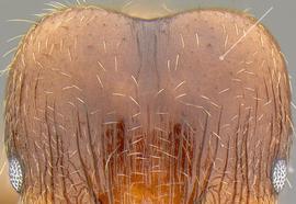 Anterior view of head, adult worker. Posterior third of cephalic dorsum lacking sculpture.