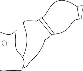 Lateral view of waist, adult worker. The postpetiole of the major and minor worker is distinctly larger in volume than the petiole. Used in Antkey to separate  Pheidole megacephala  from other species of  Pheidole .