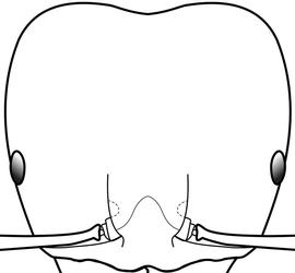 Anterior view of head, adult worker. The head of the soldier is somewhat heart-shaped with the evenly rounded posterolateral lobes bulging laterally and the head attenuating anteriorly. Used in Antkey to separate majors of  Pheidole megacephala  from other majors of other  Pheidole .