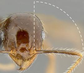 Anterior view of antennal scape, adult worker.