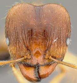 Anterior view of antennal scrobe, adult worker. Antennal scrobe very weak, not capable of accommodating entire scape.