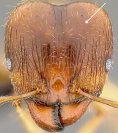 Anterior view of head, adult worker. Posterolateral lobes.