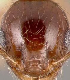 Anterior view of head, adult. Head ovoid.