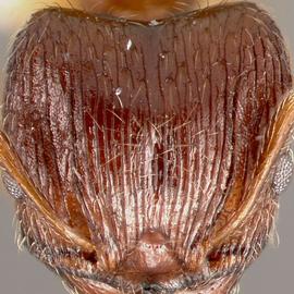 Anterior view of head, adult. Head shape square.