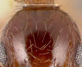 Anterior view of head, adult. Posterior margin of head flat.
