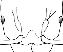 Anterior view of antennal scrobe, adult worker. Used to distinguish the major worker of  Pheidole fervens ,  Pheidole flavens ,  Pheidole moerens  and  Pheidole teneriffana  from that of  Pheidole obscurithorax . The last species lacks any depression capable of receiving any portion of the antennae.