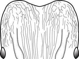 Anterior view of head, adult worker. Posterolateral lobes with longitudinal carinae only occasionally being intersected by much shorter transverse carinae to form a patches of rugoreticulation. This character, combined with the presence of antennal scrobes, is used to separate the major worker of  Pheidole fervens  and  Pheidole teneriffana  from that of  Pheidole obscurithorax  (which has a much denser network of rugoreticulum).