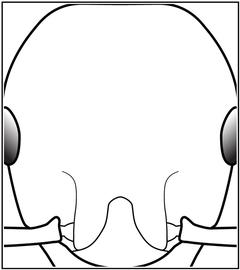 Anterior view of head, adult worker. The head is subquadrate, weakly longer than wide, and with a more flat posterior margin. Used in Antkey to separate the minor worker of  Pheidole teneriffana  from that of  Pheidole fervens  and  Pheidole obscurithorax 