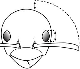 Anterior view of antenna, adult worker. Antennal scapes exceed posterior head margin by a distance greater than half eye length. Separates  Plagiolepis alluaudi  and  Plagiolepis pygmae  from  Plagiolepis exigua .