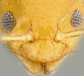 Anterior view of frontal carina, adult worker. Frontal lobes.
