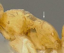 Lateral view of thorax / mesosoma, adult worker. Metanotal groove absent.