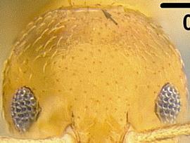 Close-up view of head, adult worker. Posterior head margin strongly convex.