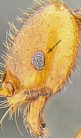 Lateral view of eye / ocellus, adult worker. Eye moderately sized (greater than 3 facets).