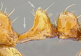 Lateral view of waist, adult worker. Petiole with a distinct and upright node.