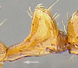 Lateral view of petiole, adult worker. Subpetiolar process weakly developed or absent.