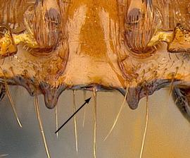 Anterior view of clypeus, adult worker. Clypeal anterior margin lacking median tooth.