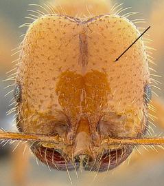 Anterior view of head, adult worker. Antennal scrobe absent.