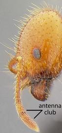 Lateral view of head, adult worker. Antennal club 2-segmented.