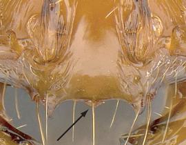 Anterior view of clypeus, adult worker. Median tooth present on anterior clypeal margin.