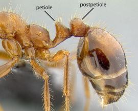 Lateral view of waist, adult worker. The two segments of the waist.
