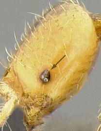 Close-up view of eye / ocellus, adult worker. Eye small (1-3 facets).