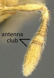 Close-up view of antenna, adult worker. Antennal club 2-segmented.