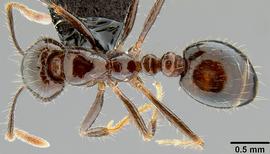 Dorsal view of body, entire, adult worker.