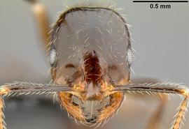 Anterior view of head, adult worker.