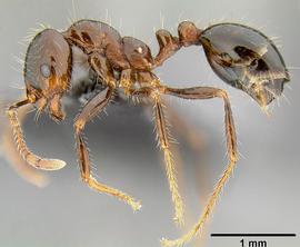 Lateral view of body, entire, adult worker.