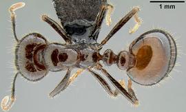 Dorsal view of body, entire, adult soldier.