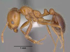 Lateral view of body, entire, adult worker.  Photo by Jen Fogarty,  Antweb.org .