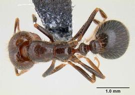 Dorsal view of body, entire, adult worker.  Photo by Michael Branstetter,  Antweb.org .