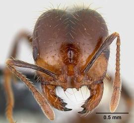 Anterior view of head, adult worker.  Photo by Michael Branstetter,  Antweb.org .