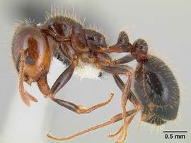Lateral view of body, entire, adult worker.  Photo by Michael Branstetter,  Antweb.org .