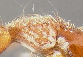 Lateral view of thorax / mesosoma, adult worker. Mesosoma with dense pelt of short hairs on dorsal surface.