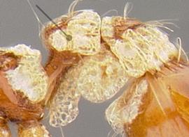 Lateral view of spongiform appendages, adult worker. Petiole with distinct spongiform.