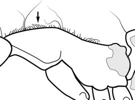 Lateral view of body, surface characters, adult worker. The dorsum of the mesosoma has a dense pelt of short, semierect hairs distinct from the very long flexuous hairs. Used in Antkey to separate  Strumigenys godeffroyi  from  Strumigenys lewisi .