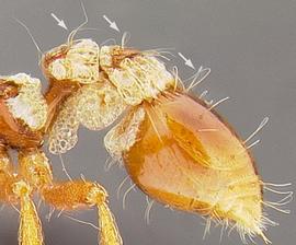 Lateral view of setae, adult worker. Hairs flagellate.