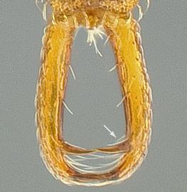 Dorsal view of mandibles, adult worker. Mandibular teeth.