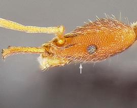 Lateral view of head, adult worker. Ventral notch absent.