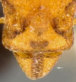 Dorsal view of head, adult. Mandibles triangular.